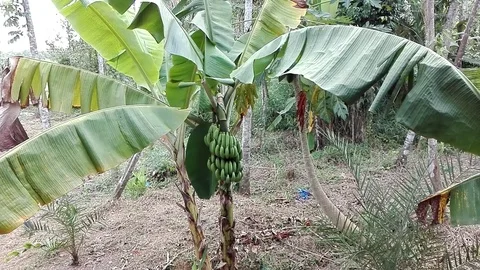 Cavendish Banana Video stock 79427136