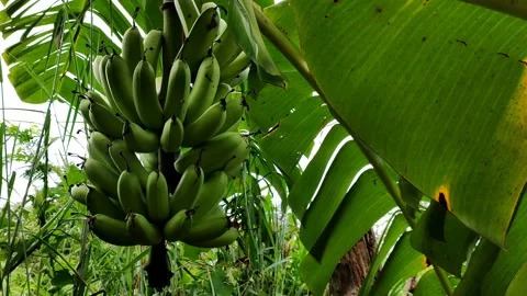 Cavendish Banana Stock Footage 165084908