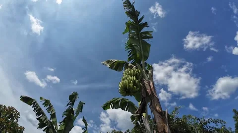 Cavendish bananas are fruiting Stock Footage 318015899