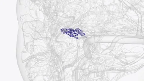 The cavernous sinus is one of the dural venous sinuses of the head Stock Illustration