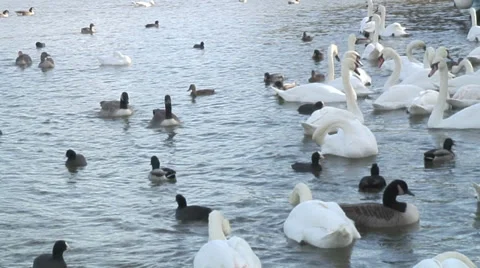 Caversham-01 Video stock 32351317