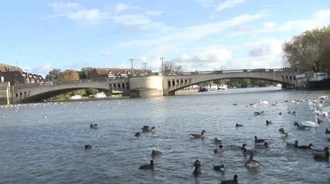 Caversham-02 Video stock 32351321