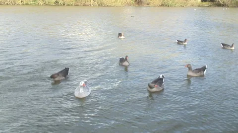 Caversham-03 Stock Footage 32351629