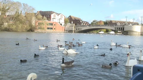 Caversham-05 Stock Footage 32351625