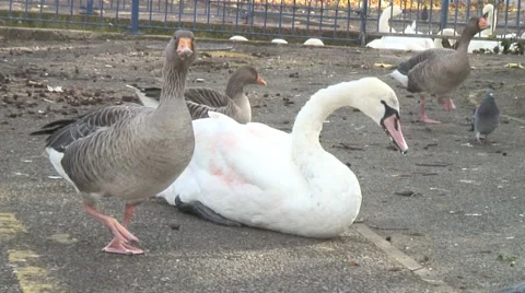 Caversham-06 Stock Footage 32351310