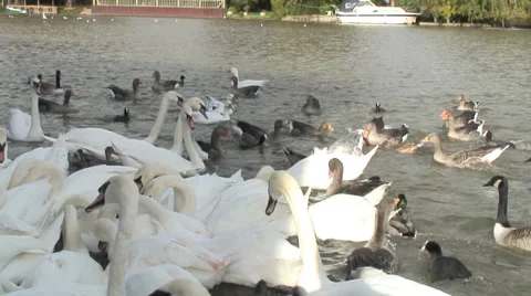 Caversham-07 Stock-Footage 32351298