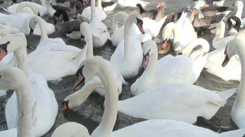 Caversham-08 Stock Footage 32351336