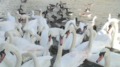 Caversham-09 Video stock 32351320