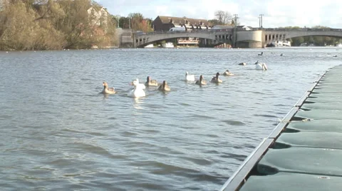 Caversham-11 Stock Footage 32351313