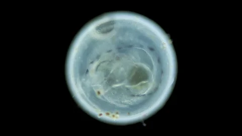 Caviar fish under microscope, Chordata phylum. Stock Footage 249819010