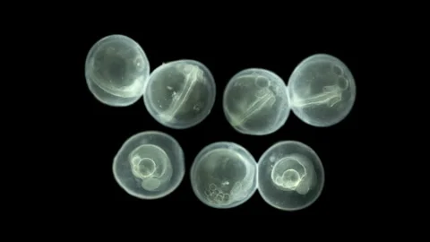 Caviar fish under microscope, Chordata phylum. Movement formed embryo Stock Footage 249927001