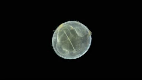 Caviar fish under the microscope, the movement of the formed embryo is Stock Footage 168921385