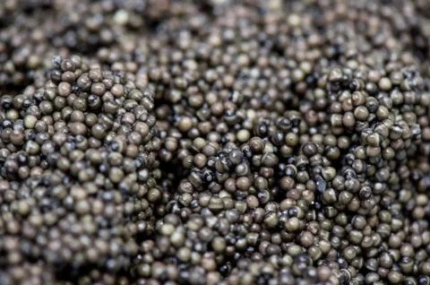Caviar processing plant, close-up of sturgeon eggs, Europe Foto stock