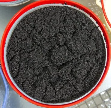 Caviar processing plant, close-up of sturgeon eggs, in a basin, Europe 스톡 사진