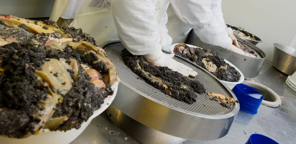 Caviar processing plant, measuring the quality of sturgeon eggs, Europe Stock Photos
