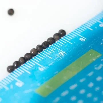 Caviar processing plant, measuring the quality of sturgeon eggs, Europe 스톡 사진