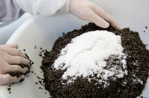 Caviar processing plant, worker mixing sturgeon eggs with salt in a bowl, Europe 스톡 사진