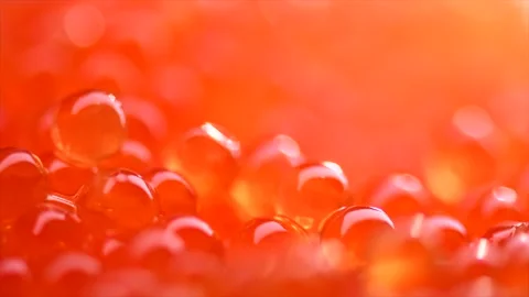 Caviar, Red caviar background, close up. Salmon caviar macro shot background  Stock Footage 313845302