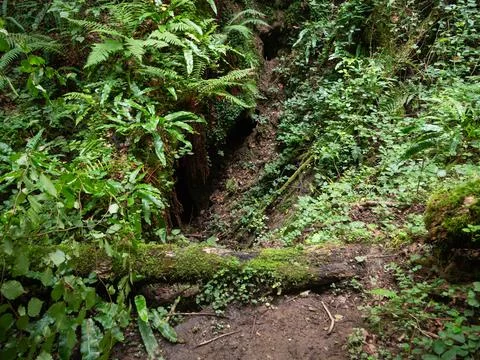 Cavity in the ground, chasm in the forest Stock Photos