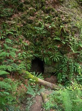 Cavity in the ground, chasm in the forest Stock Photos