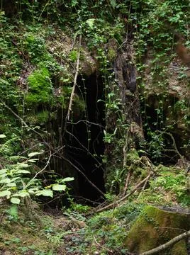 Cavity in the ground, chasm in the forest Stock Photos