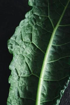 Cavolo nero black kale Stock Illustration