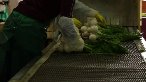 Cavolorapa Stock Footage 81925183