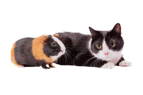Cavy and cat Stock Photos