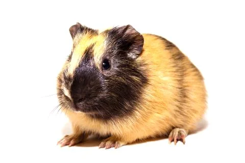 Cavy - cute pet Stock Photos