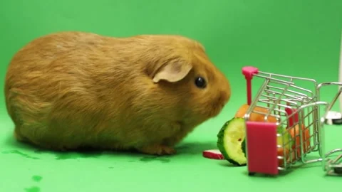 Cavy eats vitamins and vegetables. Animal on a green background where it eat Stock Footage 242808110