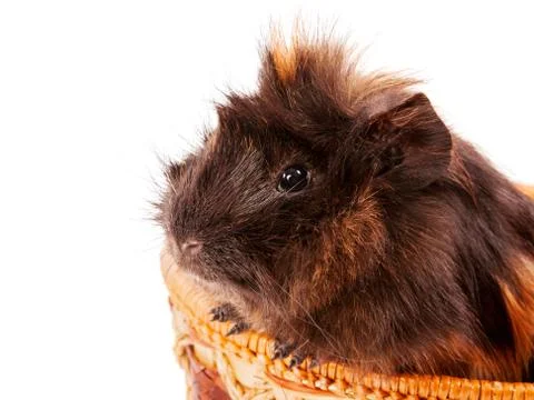 Cavy pet closeup Stock Photos