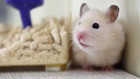Cavy sits and sniffs near plastic box on floor. Slow motion Stock-Footage 276370967