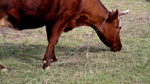 Caw Full HD Stock Footage 2736434