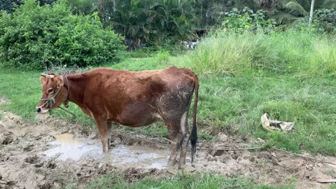 Caw stuck on the mud hole Stock Footage 163753580