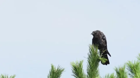 A cawing carrion crow Stock Footage 321638834