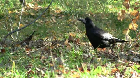 Cawing crow Video stock 12567412