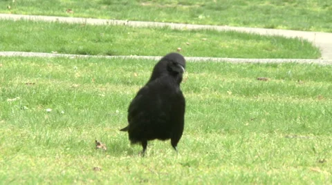 Cawing crow Stock Footage 49861560