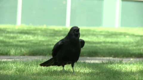 A cawing crow Stock Footage 49861567
