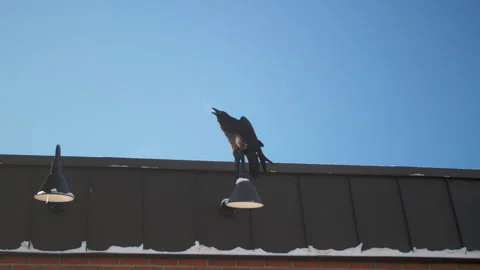 Cawing crow Stock Footage 246877804
