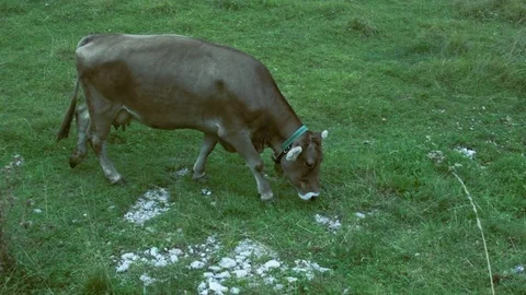 Caws in the Alps green Stockbeeldmateriaal 81099030