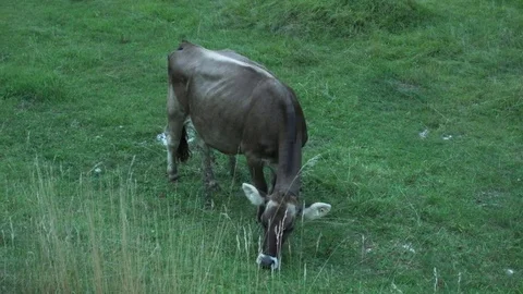 Caws in the Alps green Stock Footage 81099119