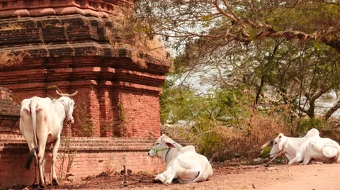 Caws closeup in Old Bagan of Myanmar - sunny day Stock Footage 61347712