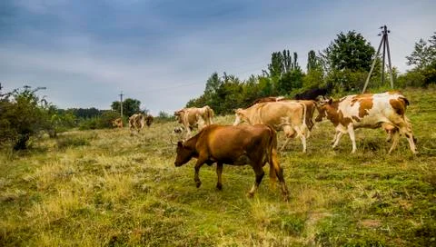 Caws in the field Stock Photos