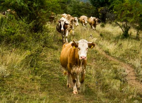 Caws in the field Stock Photos