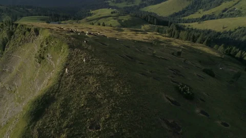 Caws walk on the mountains. Drone view Stock Footage 267008237