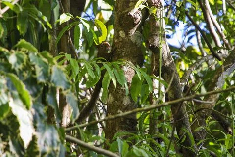 Caxinguel (Sciurus aestuans) | Brazilian squirrel Stock Photos