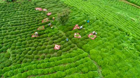 çay ekimi Stock Photos