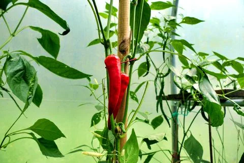 Cayenne Chillies. Stock Photos