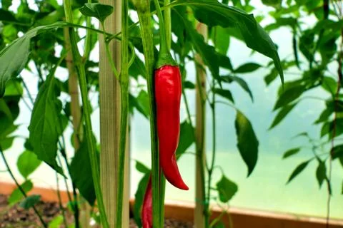 Cayenne Chillies. Stock Photos