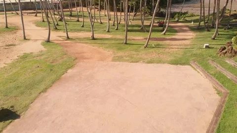 Cayenne palm tree park 스톡 동영상 123608360